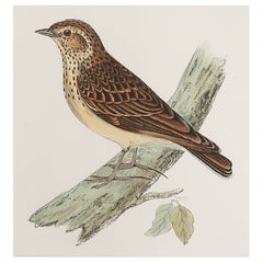 Gravure ancienne originale d'une alouette Wood, vers 1880, 'non encadrée'.