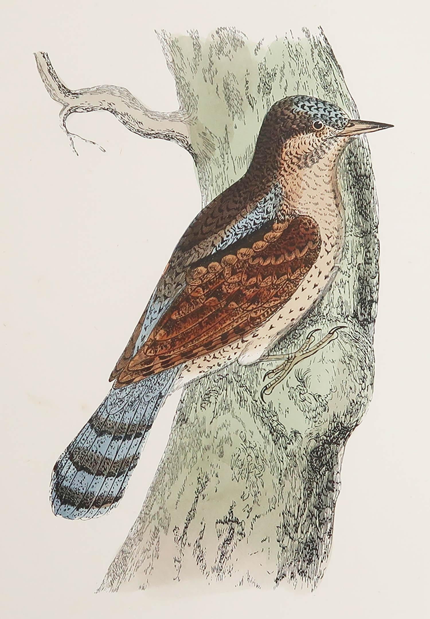 Great image of a Wryneck

Unframed. It gives you the option of perhaps making a set up using your own choice of frames.

Lithograph after Alexander Francis Lydon.

Original color

Published, circa 1880

Free shipping.




