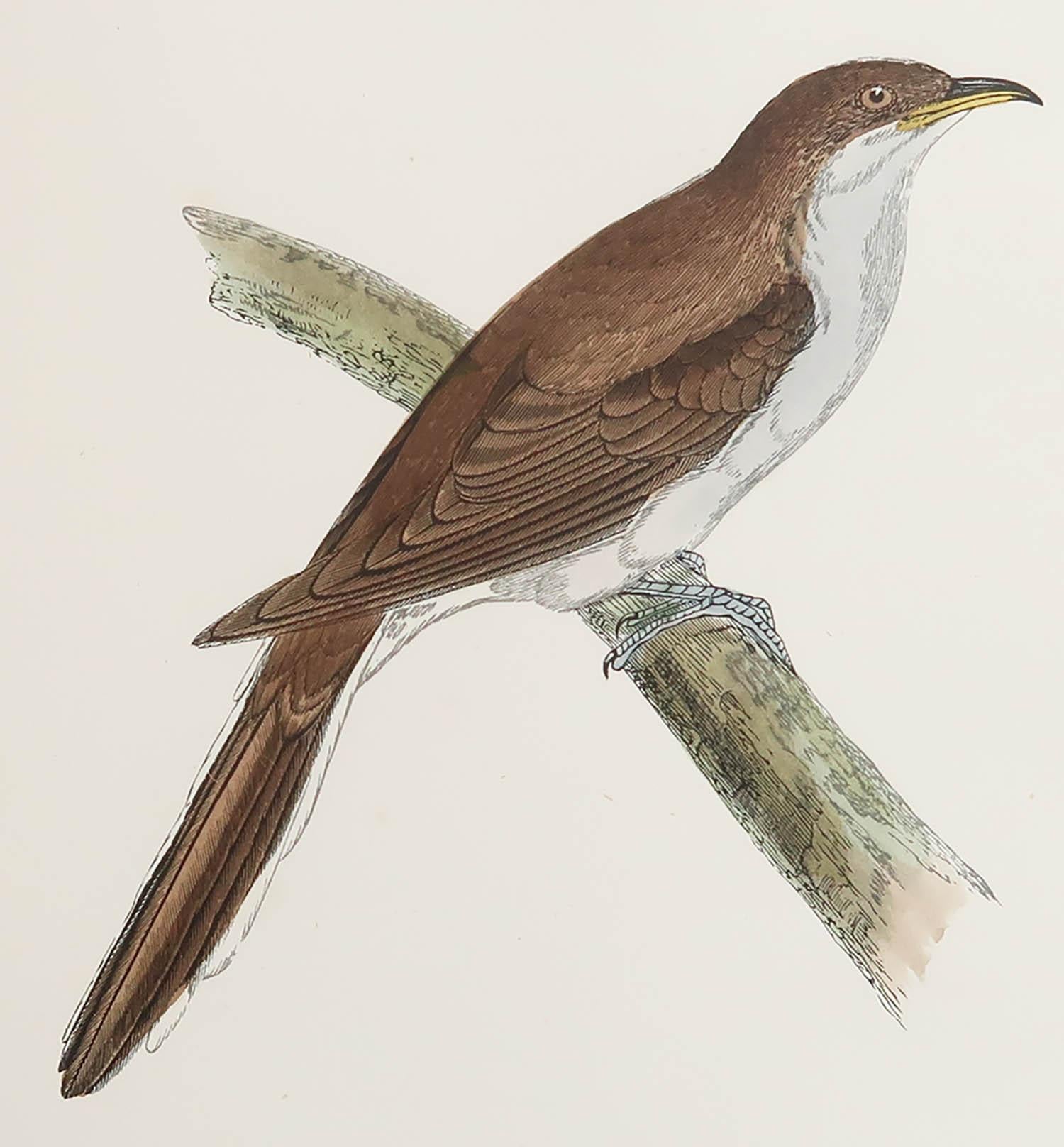 Great image of a Yellow-Billed Cuckoo

Unframed. It gives you the option of perhaps making a set up using your own choice of frames.

Lithograph after Alexander Francis Lydon.

Original color

Published, circa 1880

Free shipping.




