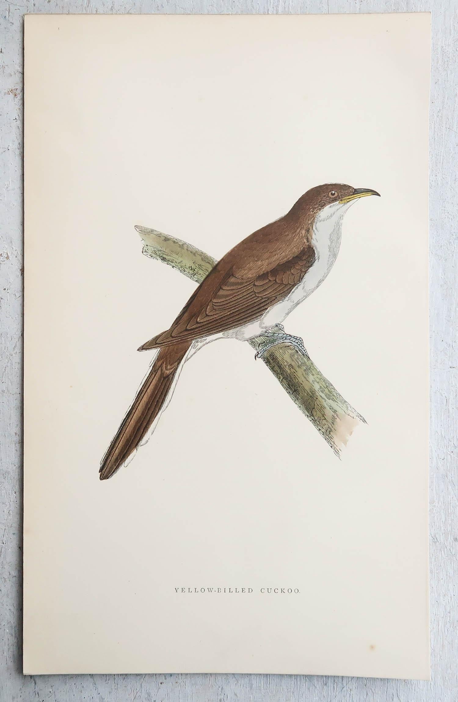 English Original Antique Print of a Yellow-Billed Cuckoo, circa 1880, 'Unframed' For Sale