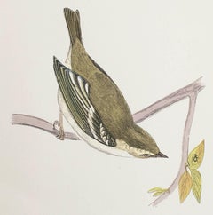 Original Antique Print of a Yellow-Browed Warbler, circa 1880, 'Unframed'
