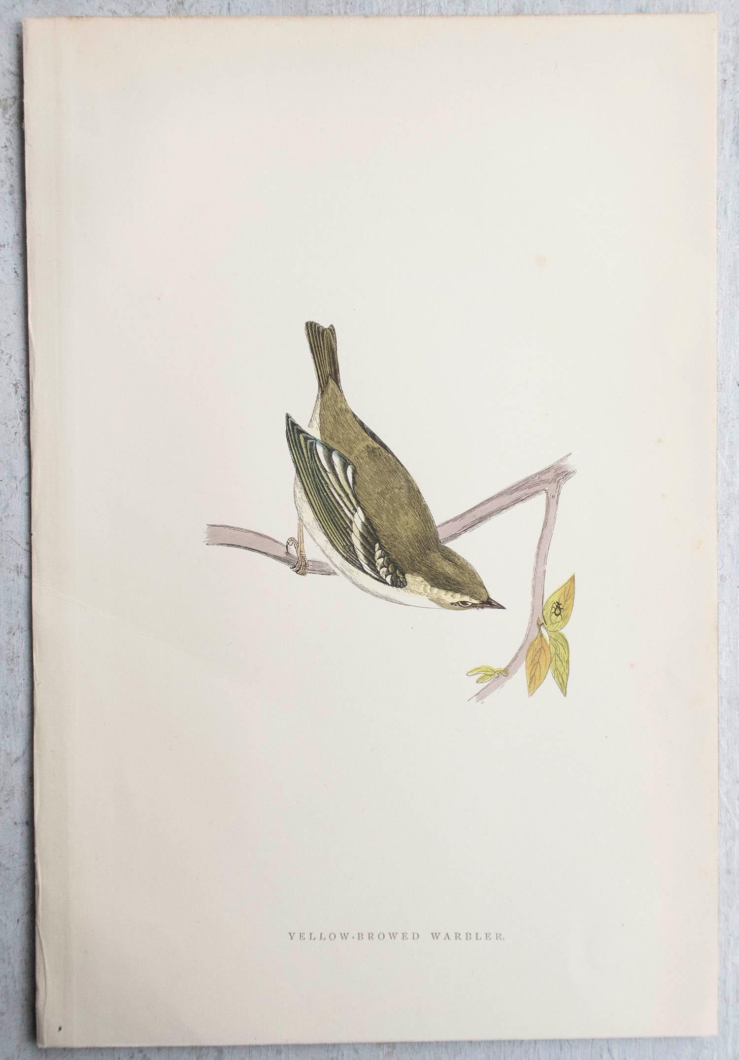 Artisanat Gravure ancienne originale d'une paruline à sourcils jaunes, vers 1880, 