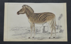 Original Antique Print of a Zebra, 1847 'Unframed'