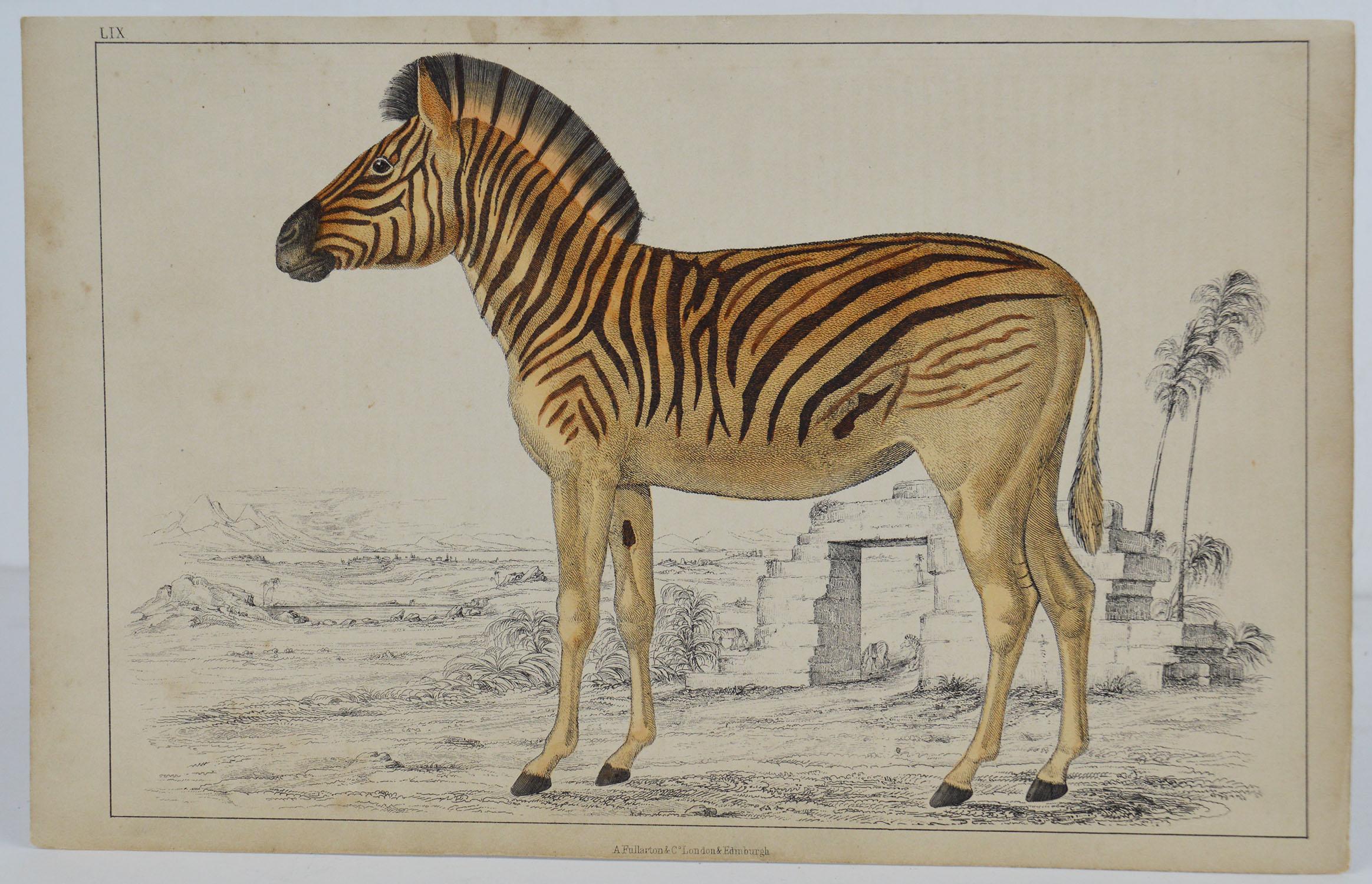 Great image of a zebra.

Unframed. It gives you the option of perhaps making a set up using your own choice of frames.

Lithograph after Cpt. Brown with original hand color.

Published 1847.

Free shipping.






   