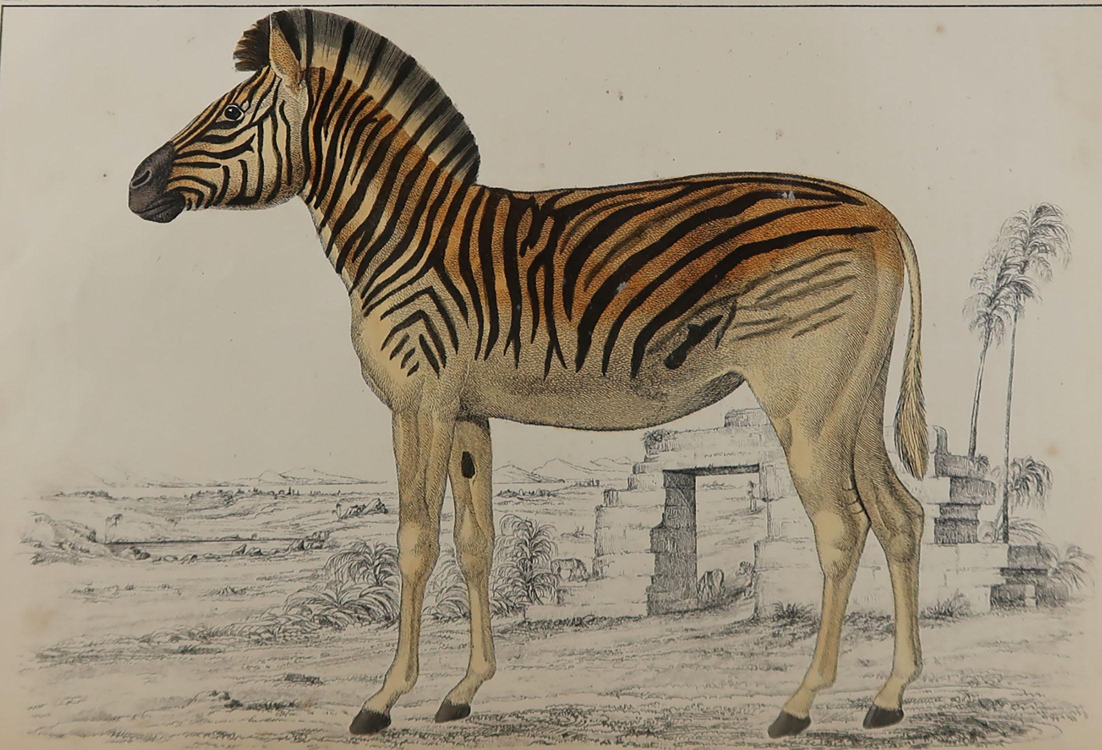 Great image of a zebra.

Unframed. It gives you the option of perhaps making a set up using your own choice of frames.

Lithograph after Cpt. brown with original hand color.

Published, 1847.

Free shipping.






  