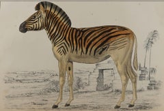 Original Antique Print of a Zebra, 1847 'Unframed'