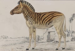 Original Antique Print of a Zebra, 1847 'Unframed'