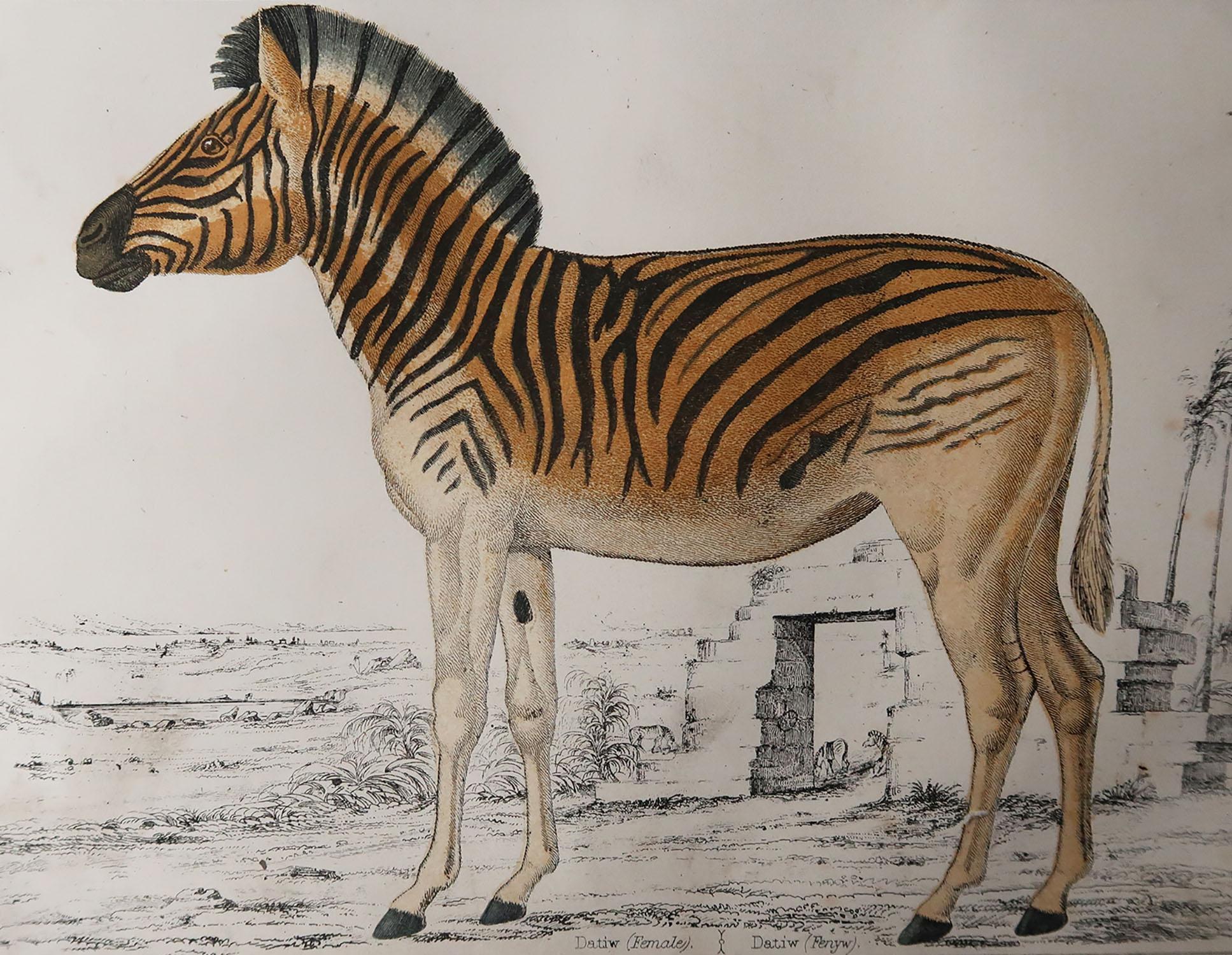 Great image of a zebra.

Unframed. It gives you the option of perhaps making a set up using your own choice of frames.

Lithograph after Cpt. brown with original hand color.

Published, 1847.

Free shipping.






 