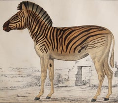 Original Antique Print of a Zebra, 1847, 'Unframed'