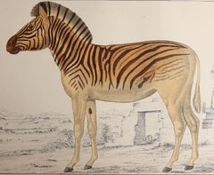 Original Antique Print of a Zebra, 1847, 'Unframed'