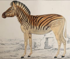 Original Antique Print of a Zebra, 1847, 'Unframed'