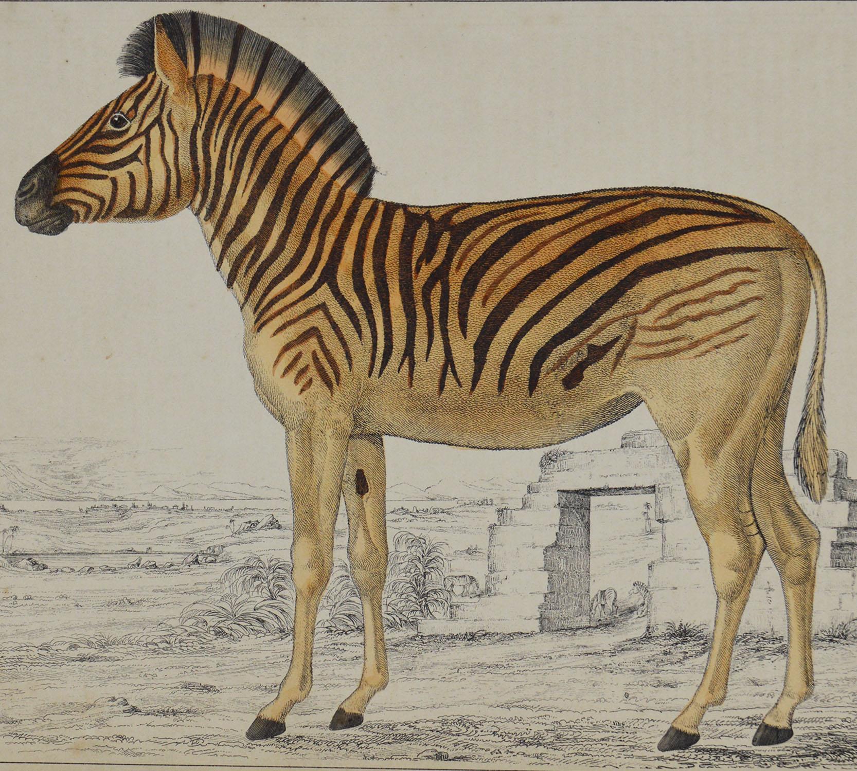 Folk Art Original Antique Print of a Zebra, 1847 'Unframed'
