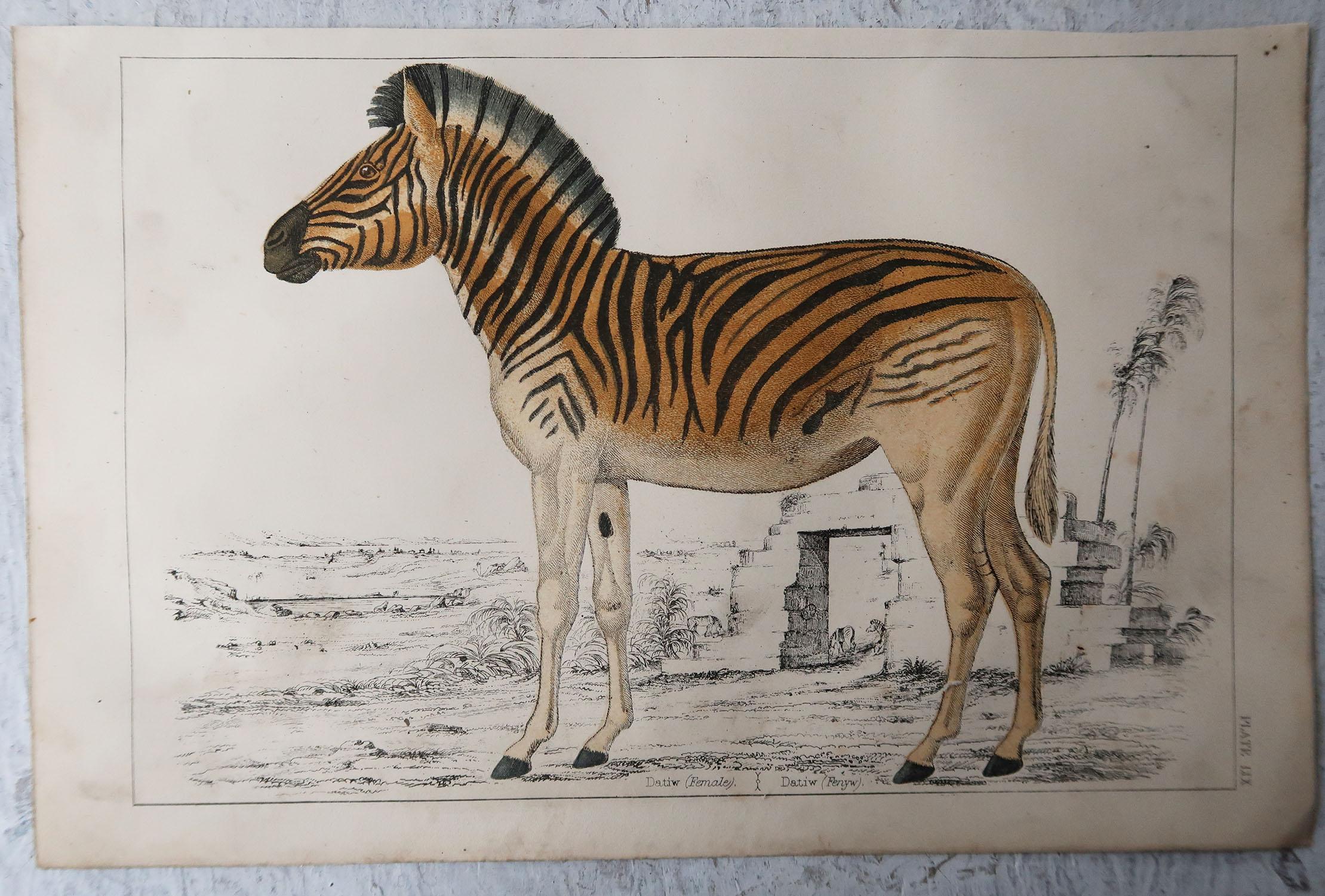 Folk Art Original Antique Print of a Zebra, 1847 'Unframed'