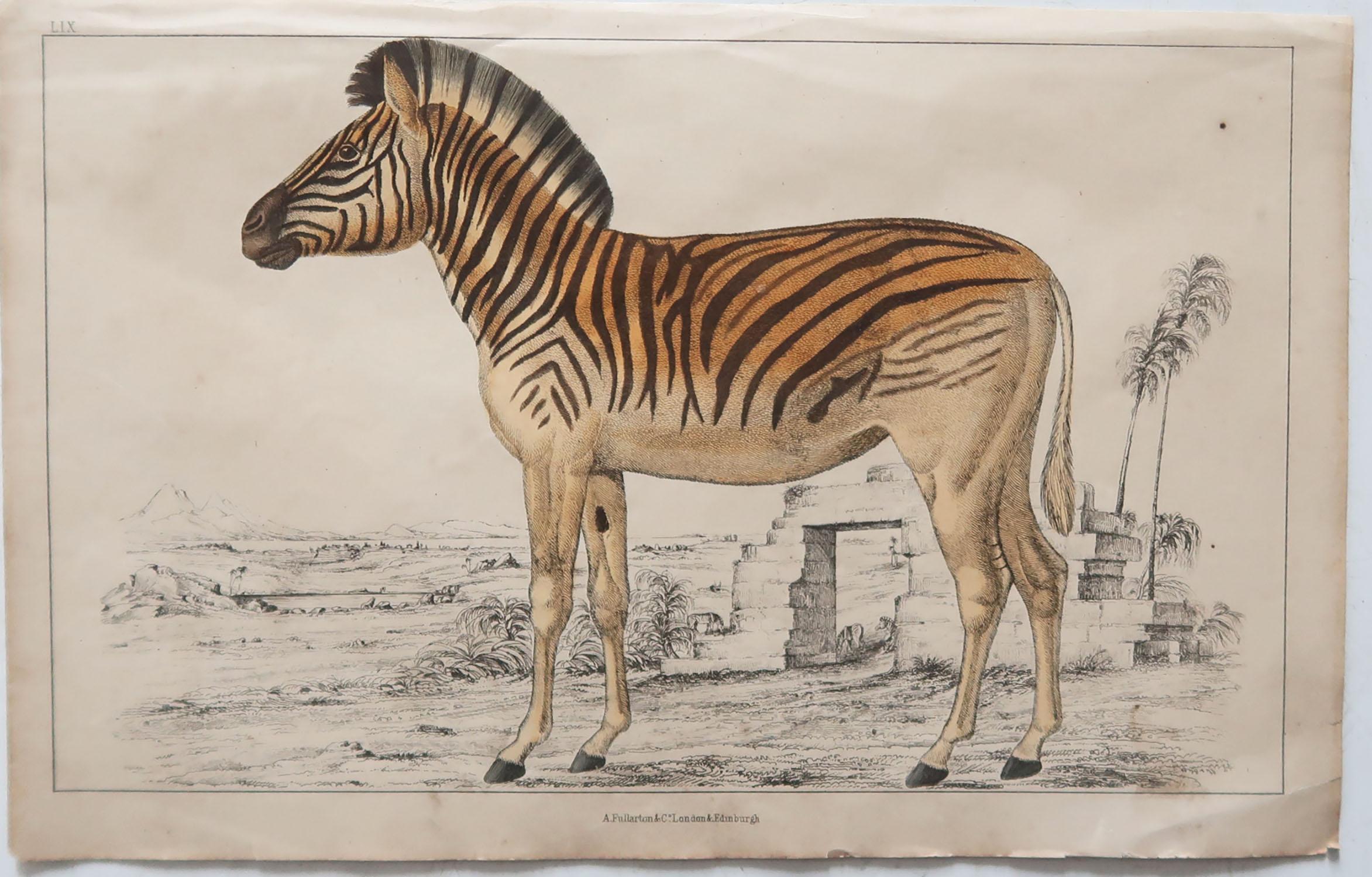 English Original Antique Print of a Zebra, 1847 'Unframed'
