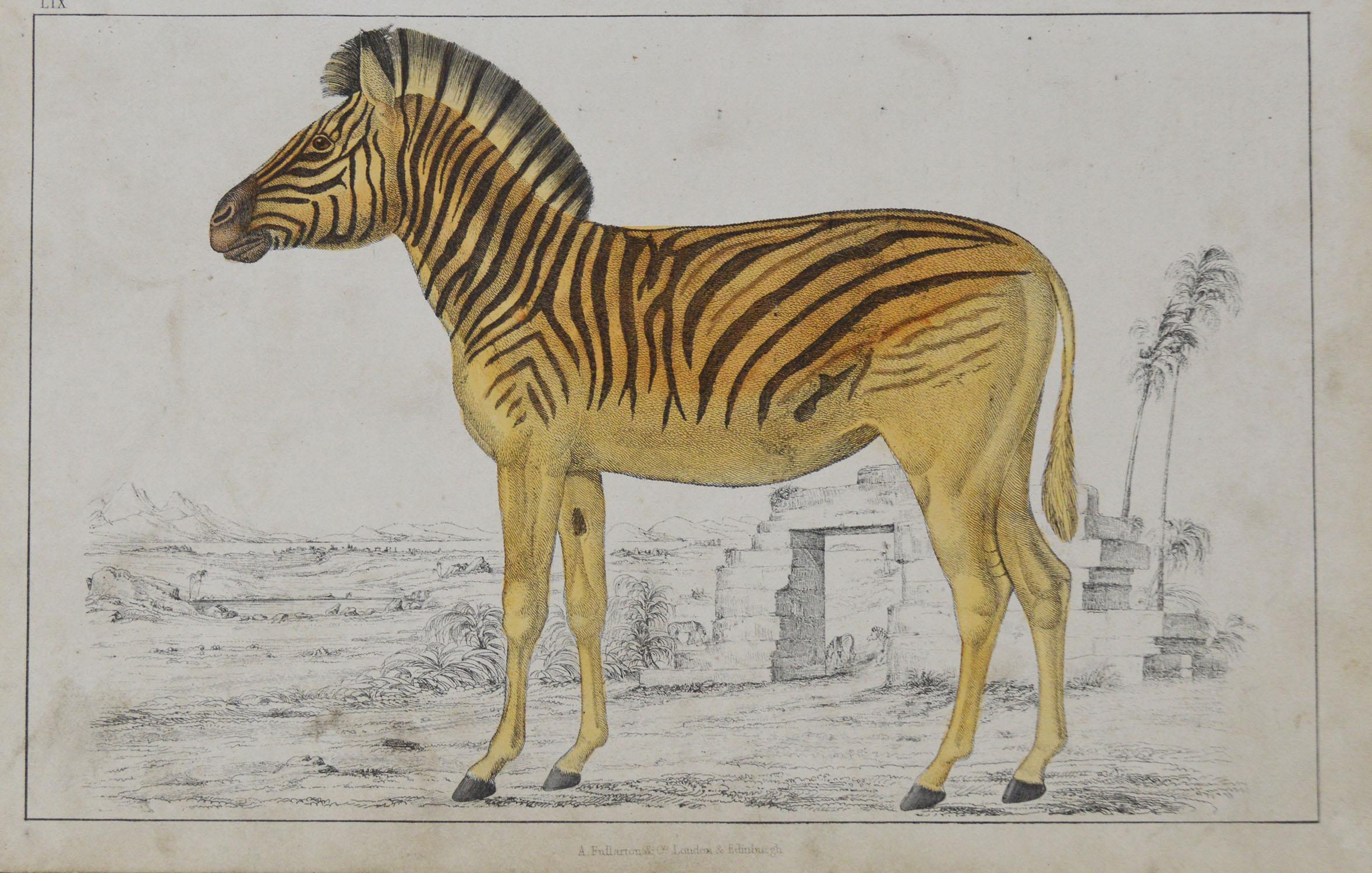 Great image of a zebra.

Unframed. It gives you the option of perhaps making a set up using your own choice of frames.

Lithograph after Cpt. Brown with original hand color.

Published 1847.

Free shipping.



 