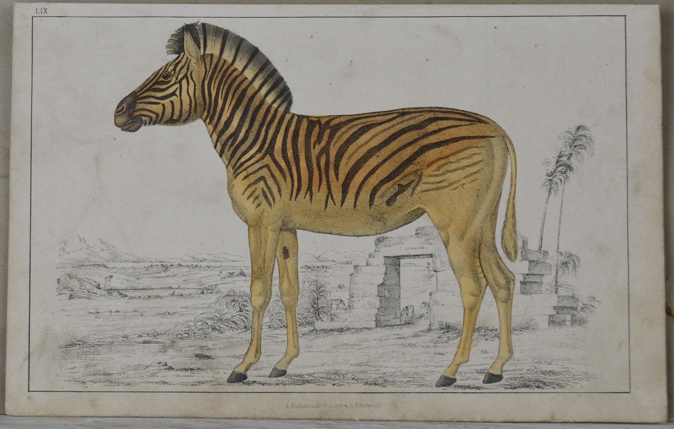 Folk Art Original Antique Print of a Zebra, 1847 'Unframed'