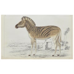 Original Antique Print of a Zebra, 1847 'Unframed'