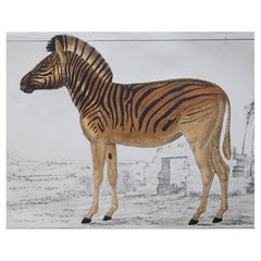 Original Antique Print of a Zebra, 1847 'Unframed'
