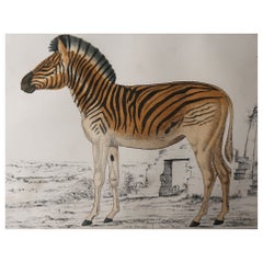 Original Antique Print of a Zebra, 1847 'Unframed'