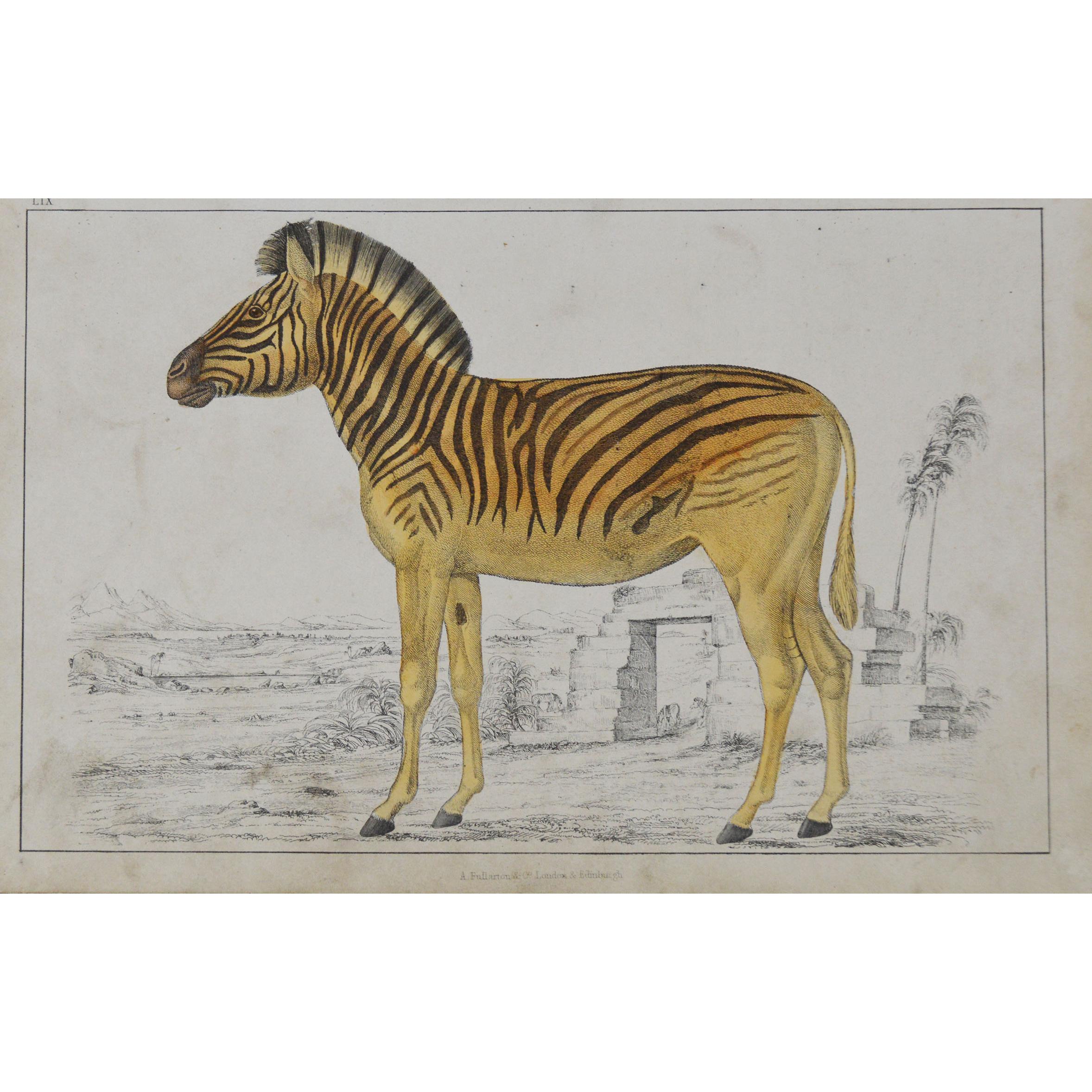 Original Antique Print of a Zebra, 1847 'Unframed'