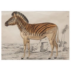 Original Antique Print of a Zebra, 1847 'Unframed'