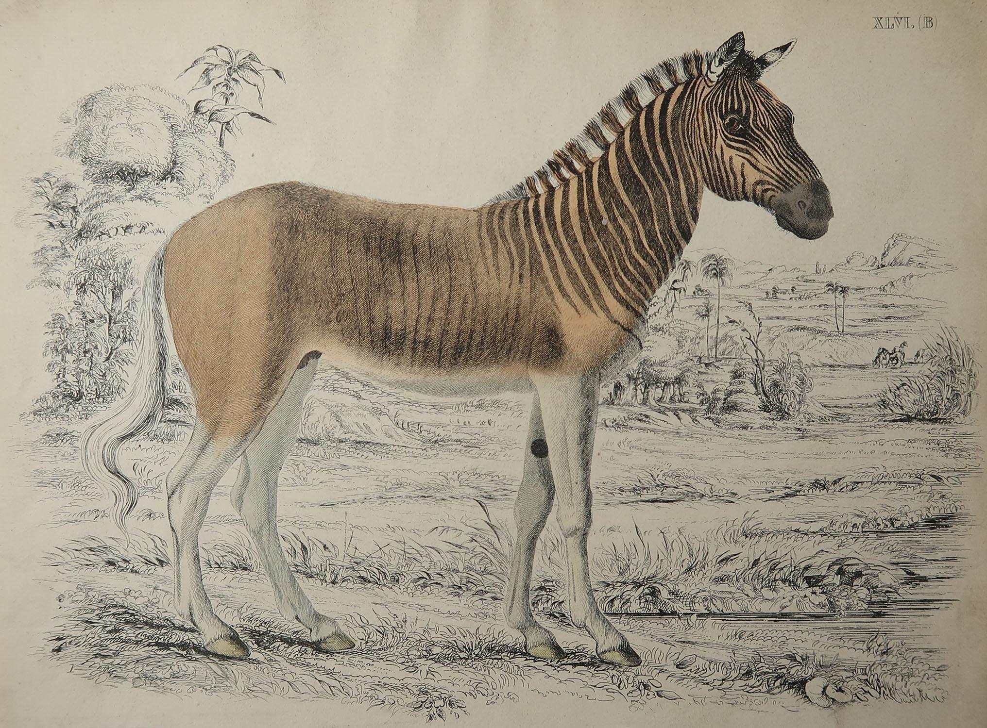 Folk Art Original Antique Print of a Zebra, C.1835. 'Unframed'