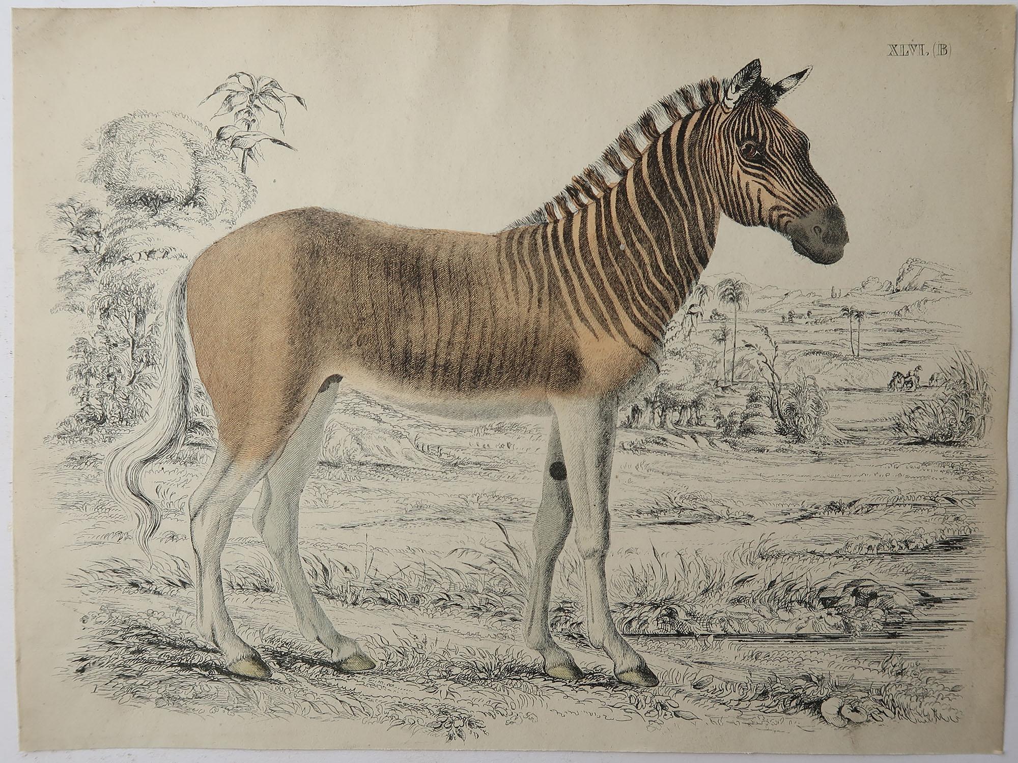 English Original Antique Print of a Zebra, C.1835. 'Unframed'