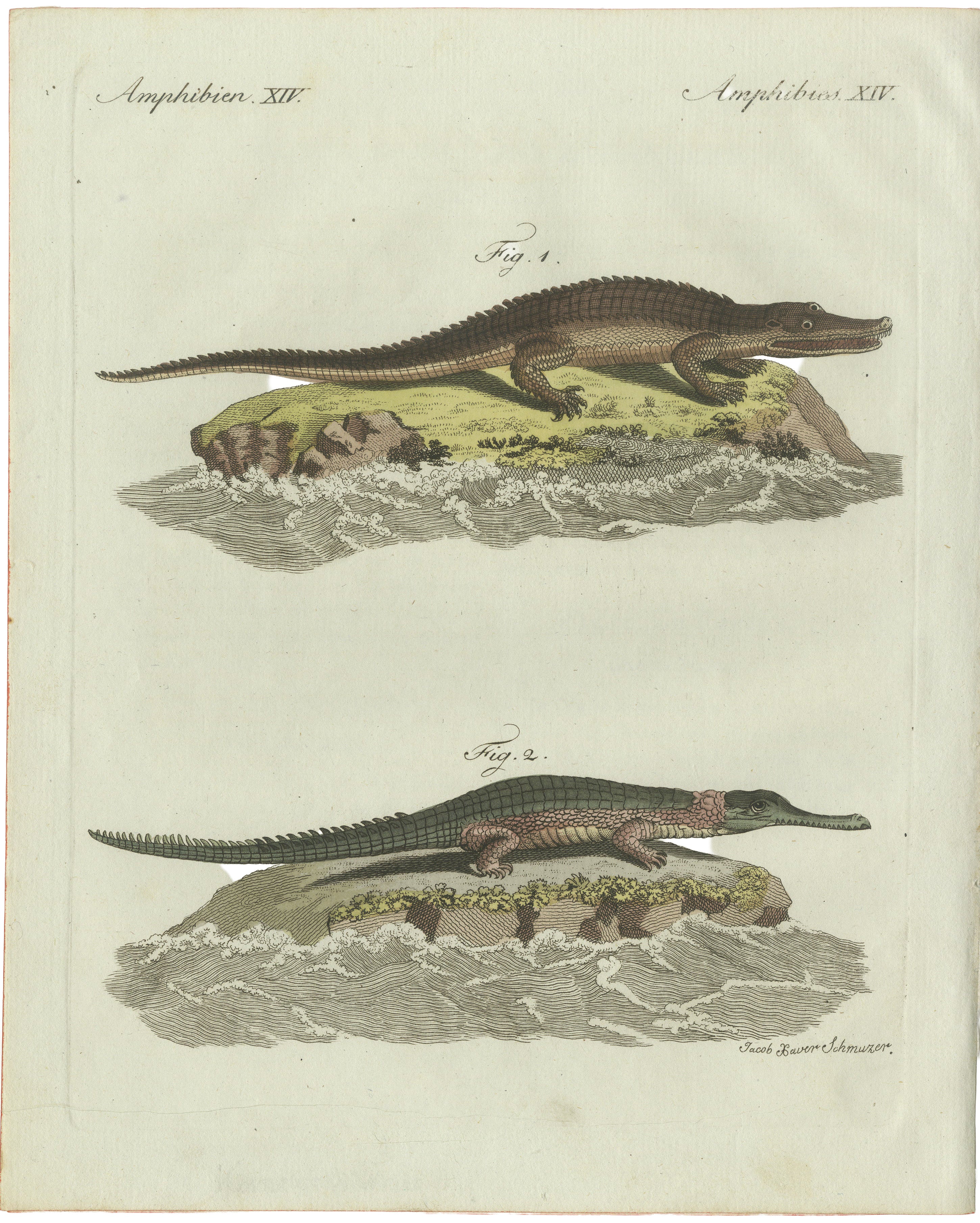 Original Antique Print of American Crocodile and Gharial by Bertuch, 1802