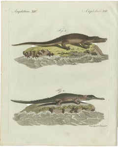 Original Antique Print of American Crocodile and Gharial by Bertuch, 1802