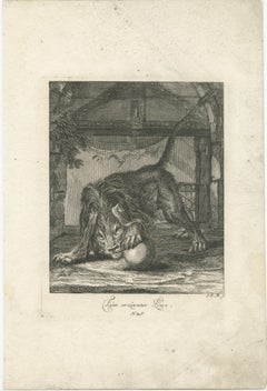 Original Antique Print of an angry Lion