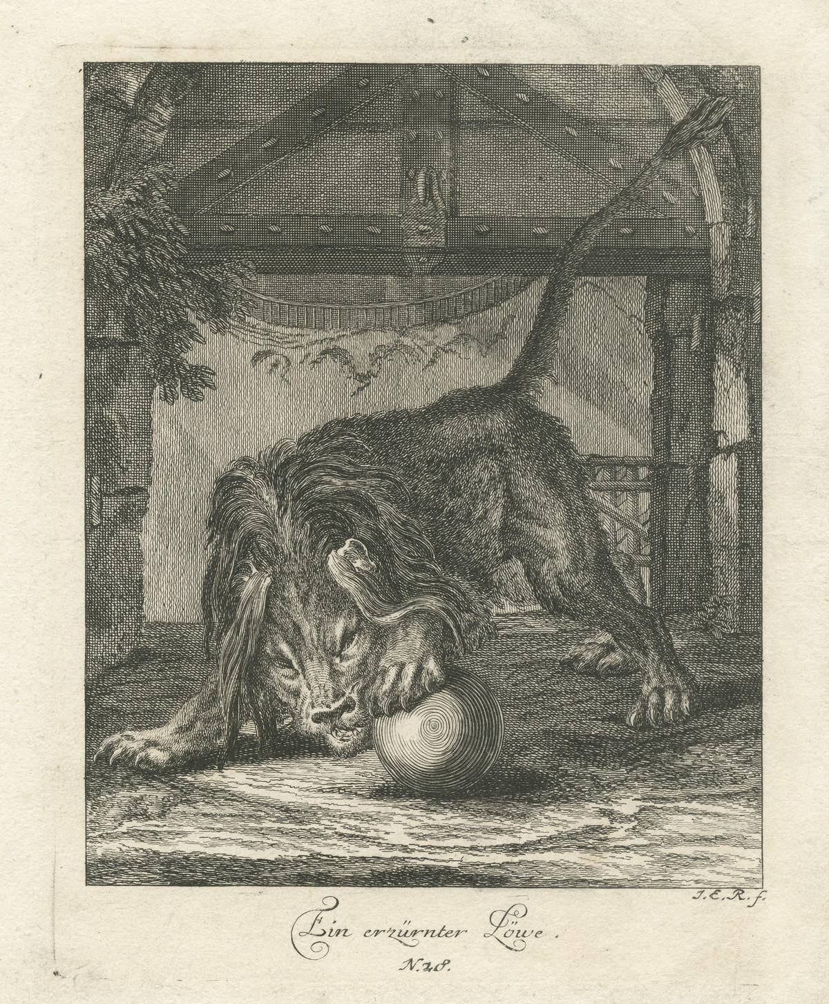 Original Antique Print of an angry Lion
