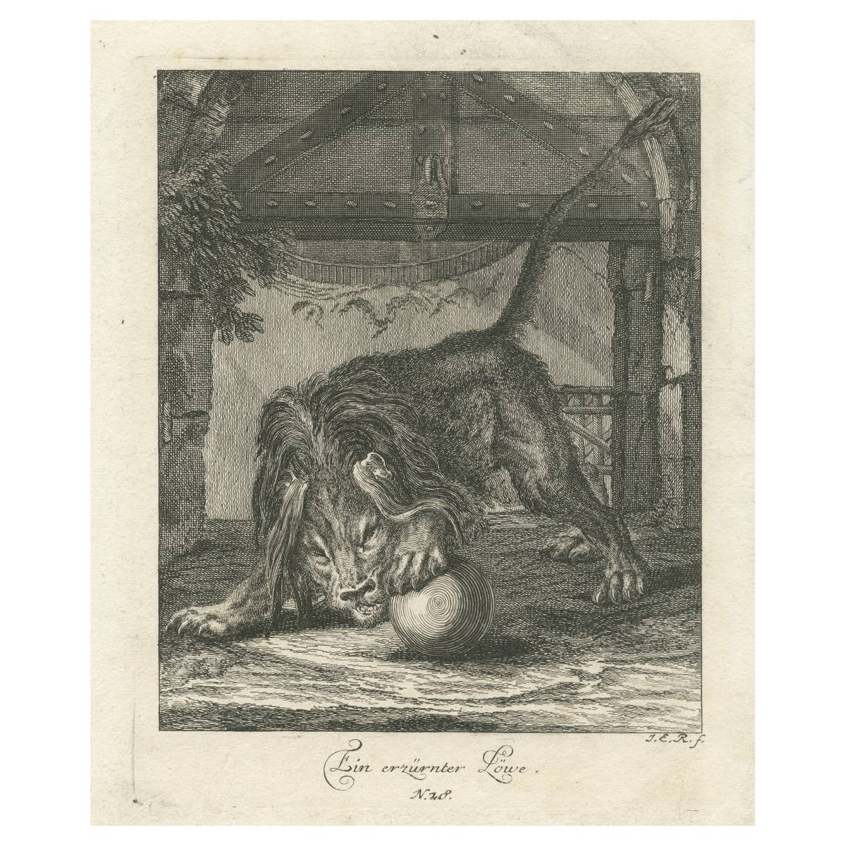 Original Antique Print of an angry Lion