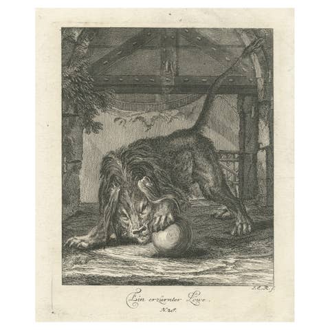 Original Antique Print of an angry Lion