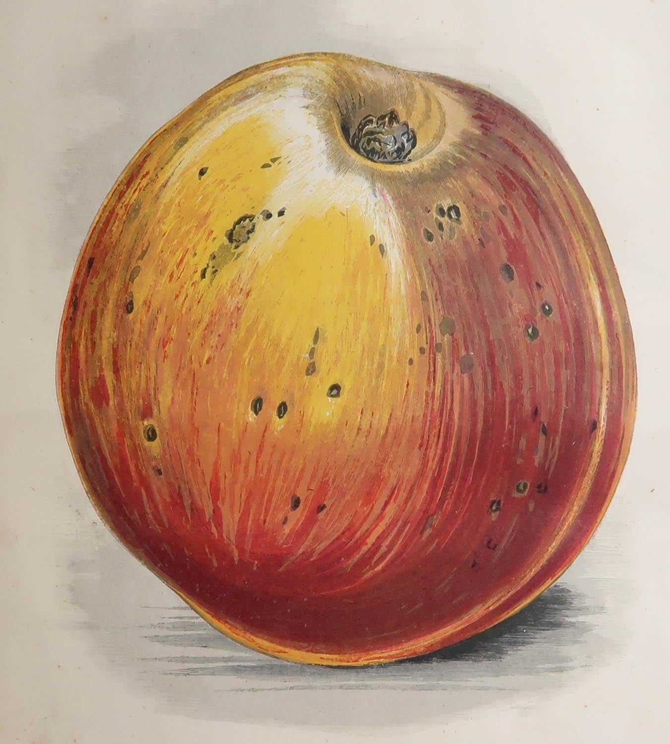 Tolles Bild eines Apfels

Chromo-Lithographie. Original Farbe

Veröffentlicht um 1860

Ungerahmt. So haben Sie die Möglichkeit, Ihre eigene Auswahl an Rahmen zu treffen.














