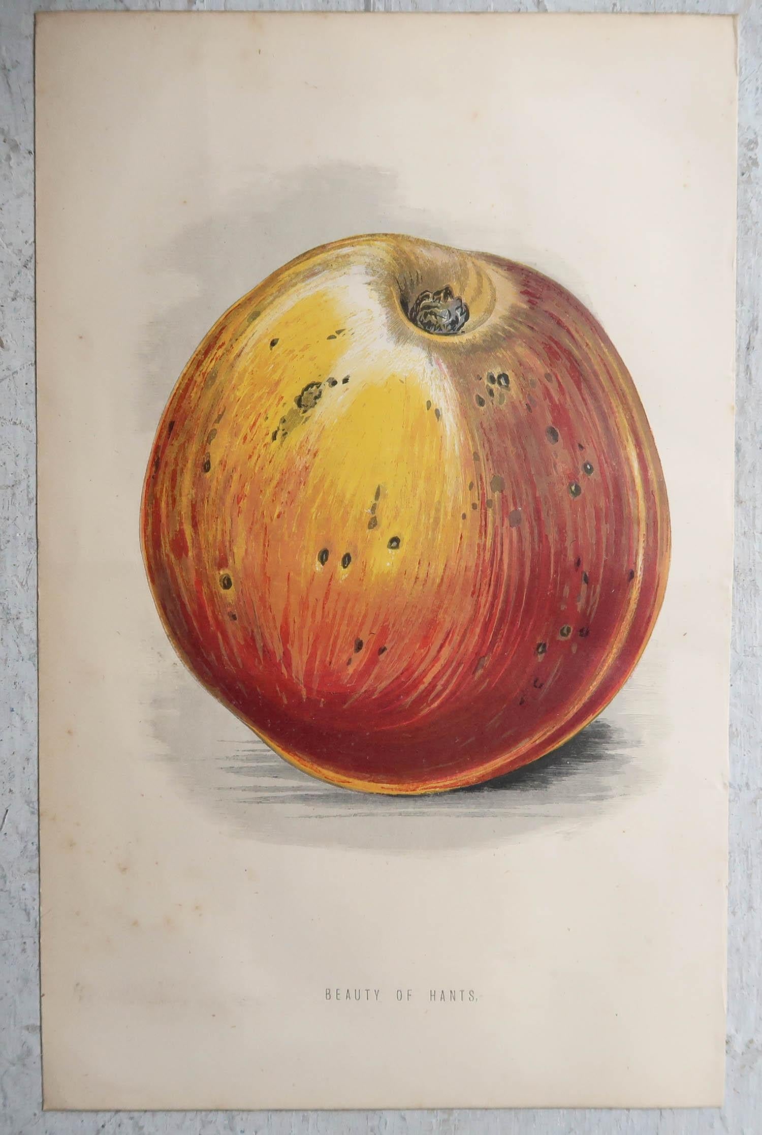 Original Antique Print of an Apple, circa 1860 (Viktorianisch) im Angebot