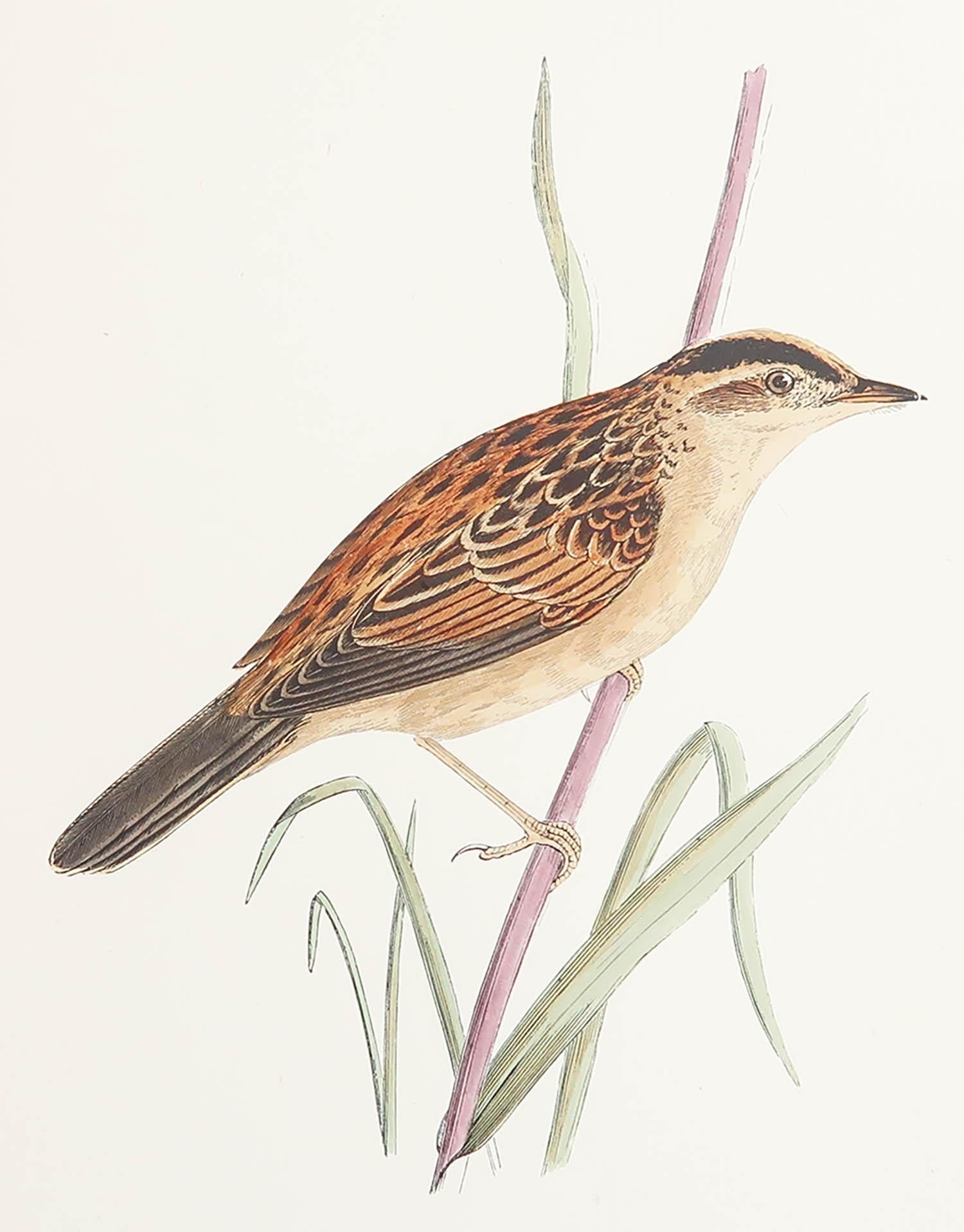 Great image of an Aquatic Warbler

Unframed. It gives you the option of perhaps making a set up using your own choice of frames.

Lithograph after Alexander Francis Lydon.

Original color

Published, circa 1880

Free shipping.




