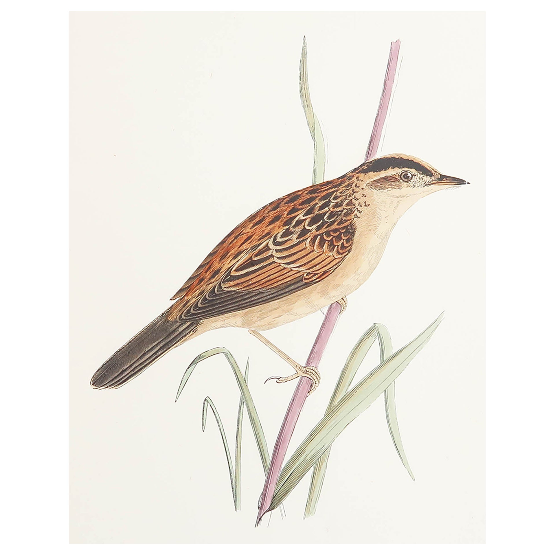 Original Antique Print of an Aquatic Warbler, circa 1880, 'Unframed' For Sale
