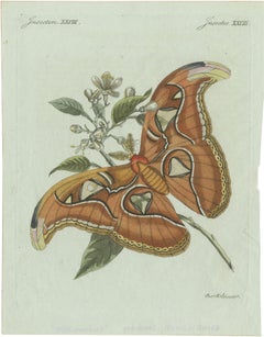 Gravure ancienne originale représentant un papillon de la famille des Atlas, par Bertuch, vers 1800