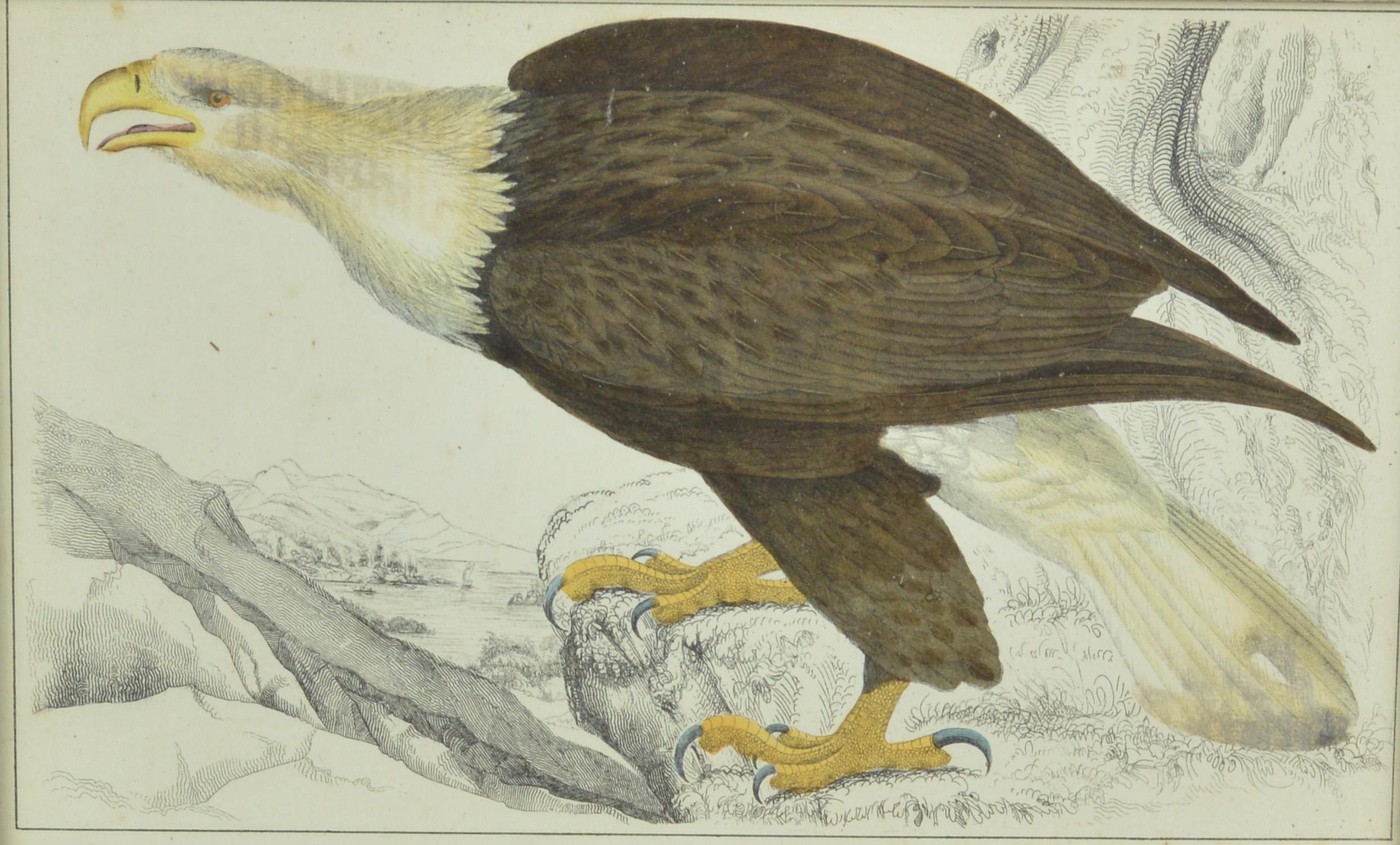 English Original Antique Print of an Eagle, 1847