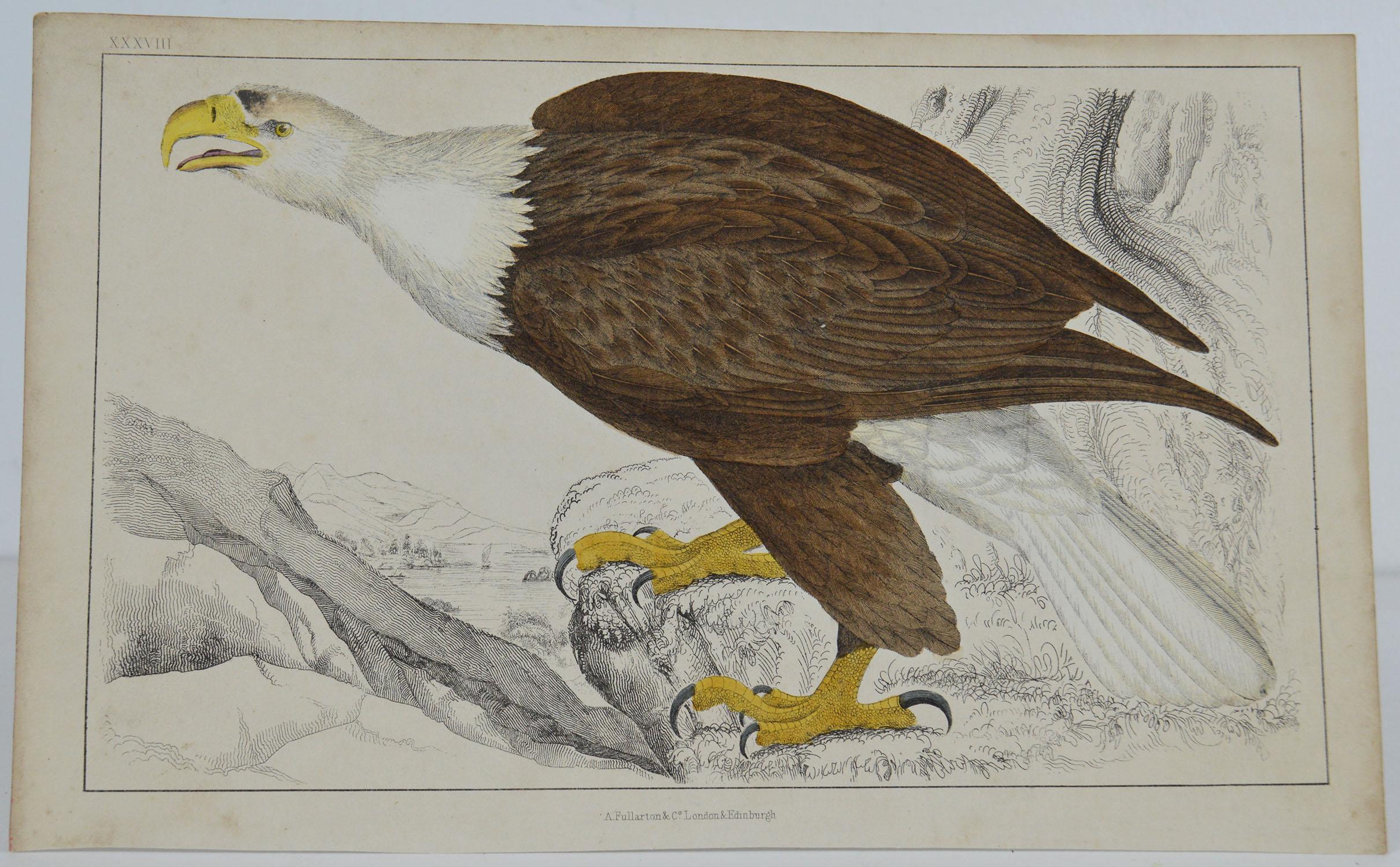 Great image of an eagle

Unframed. It gives you the option of perhaps making a set up using your own choice of frames.

Lithograph after Cpt. Brown with original hand color.

Published 1847.

Free shipping.


 

