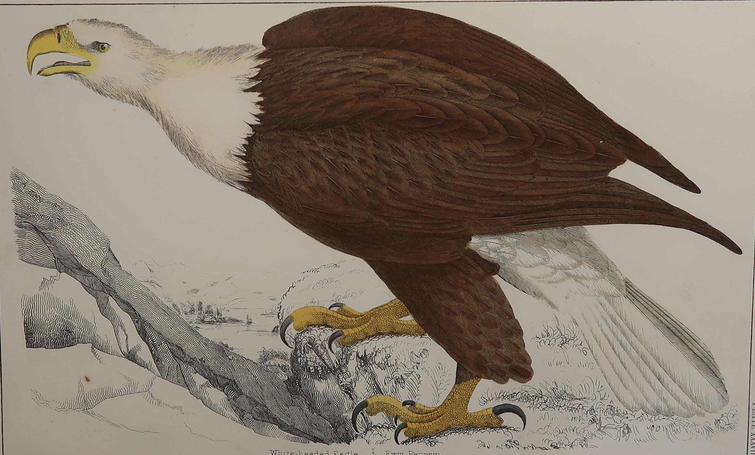 Great image of an eagle

Unframed. It gives you the option of perhaps making a set up using your own choice of frames.

Lithograph after Cpt. brown with original hand color.

Published, 1847.

Free shipping.


 

