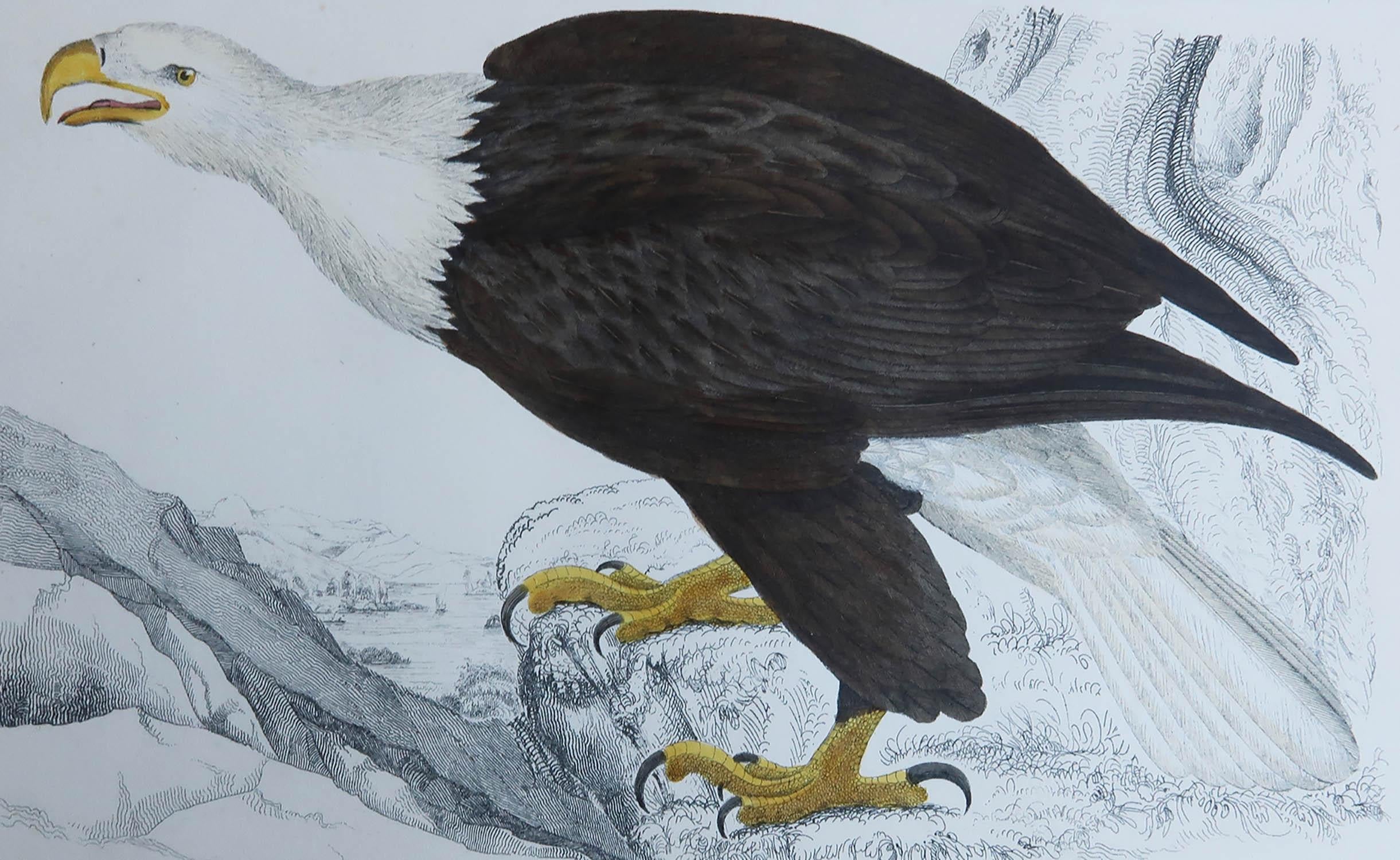 Great image of an eagle

Unframed. It gives you the option of perhaps making a set up using your own choice of frames.

Lithograph after Cpt. brown with original hand color.

Published, 1847.


 

