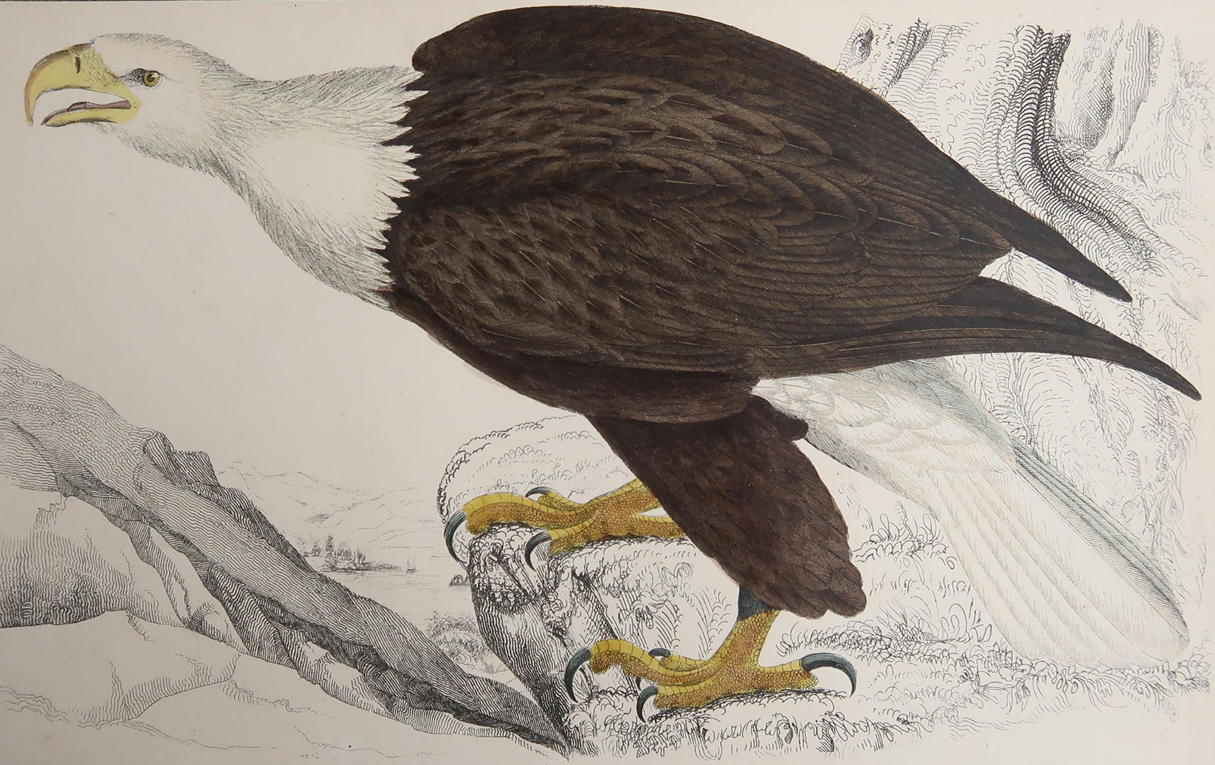 Great image of an eagle

Unframed. It gives you the option of perhaps making a set up using your own choice of frames.

Lithograph after Cpt. brown with original hand color.

Published, 1847.

Free shipping


 

