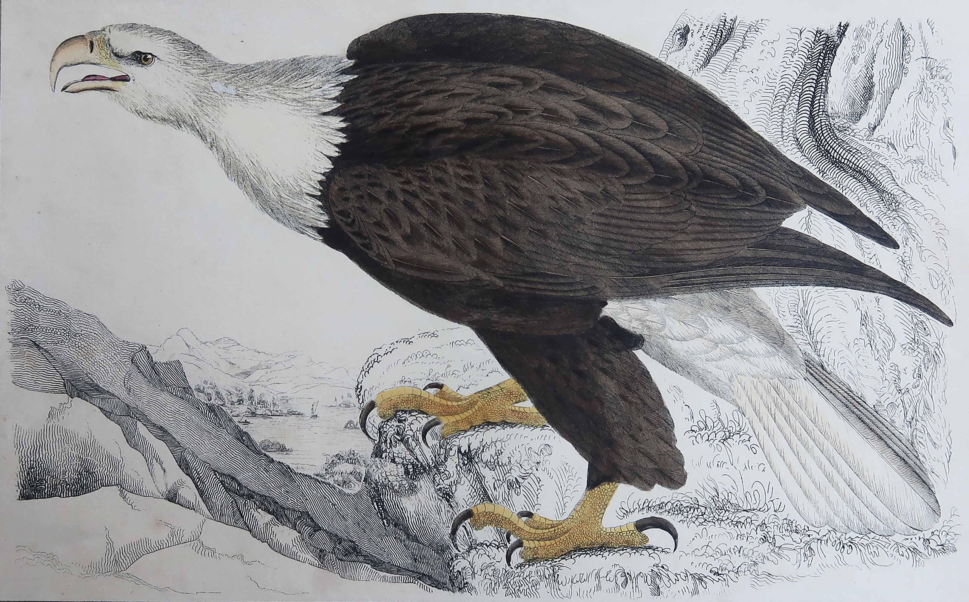 Belle image d'un aigle

Non encadré. Il vous donne la possibilité de réaliser un montage en utilisant les cadres de votre choix.

Lithographie d'après le Cpt. Brown avec couleur originale à la main.

Publié en 1847.

Expédition gratuite


 

