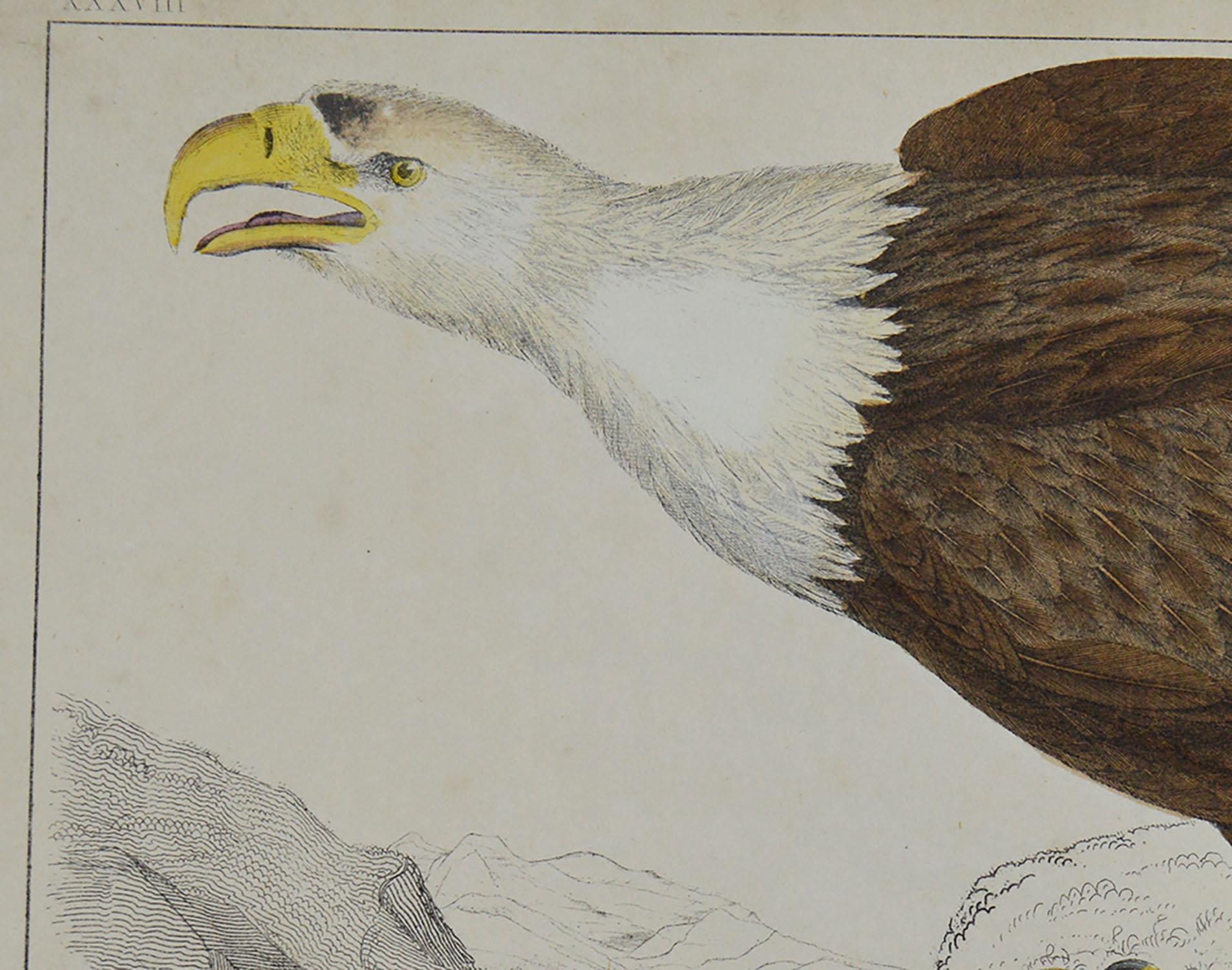 Folk Art Original Antique Print of an Eagle, 1847 'Unframed'