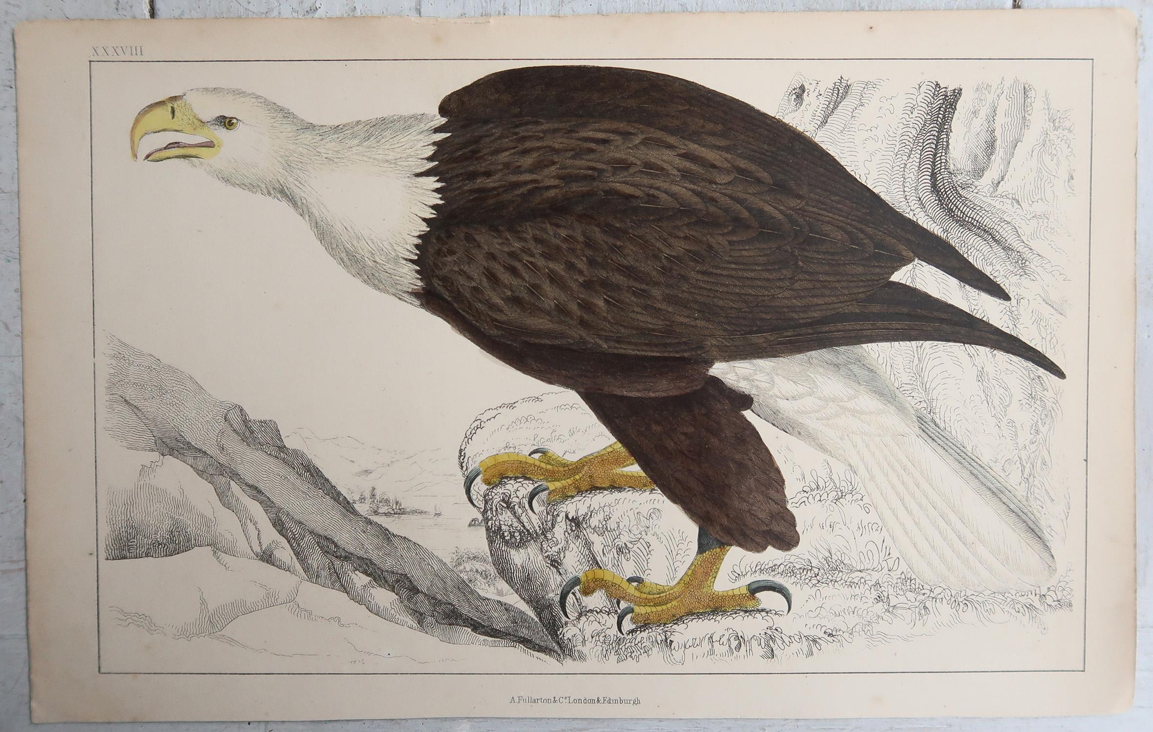 Original Antique Print of an Eagle, 1847 'Unframed' Arte popular en venta