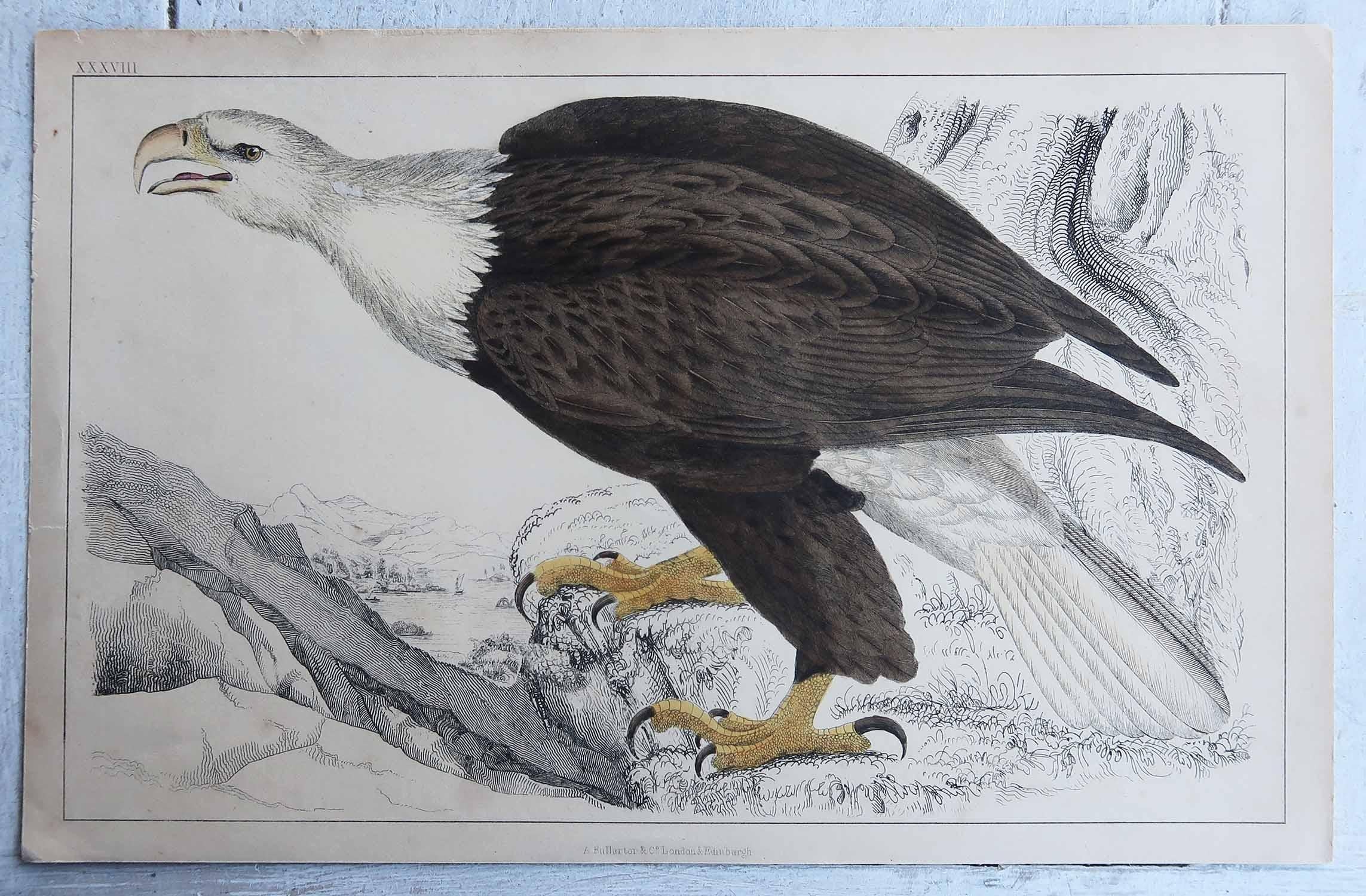 Artisanat Gravure ancienne originale d'un aigle, 1847, non encadrée en vente