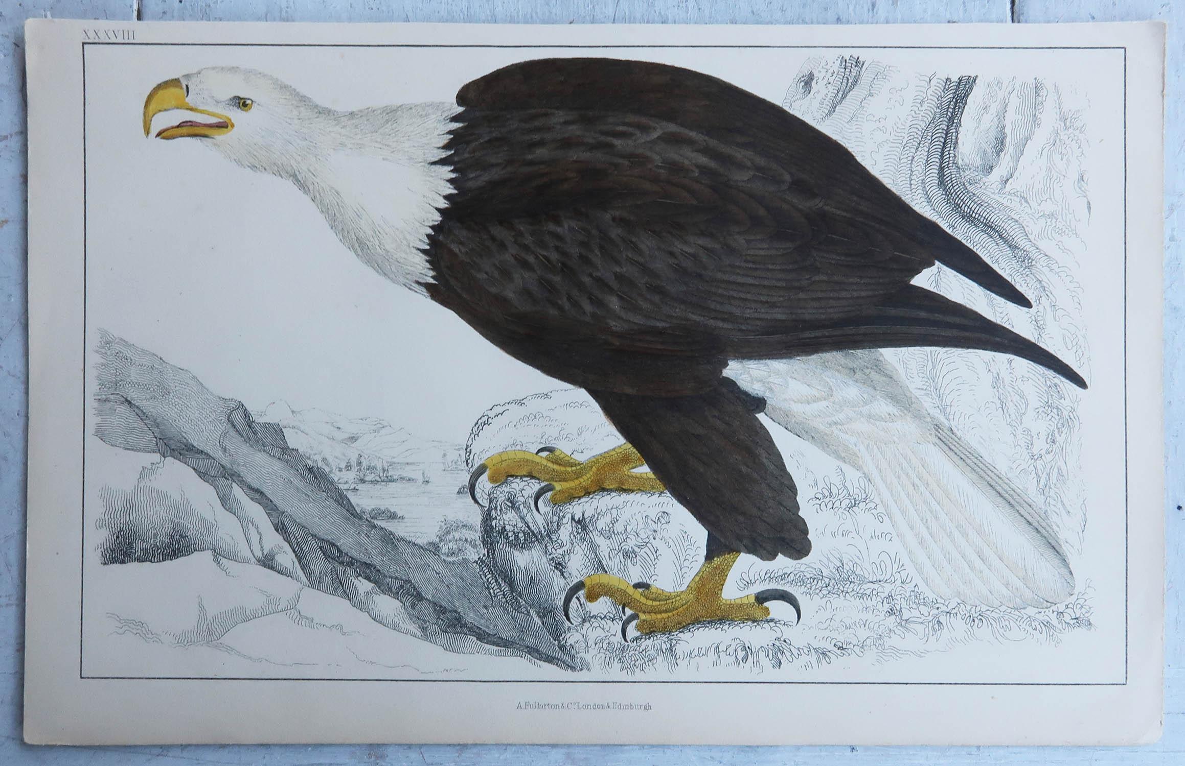 English Original Antique Print of an Eagle, 1847 'Unframed' For Sale