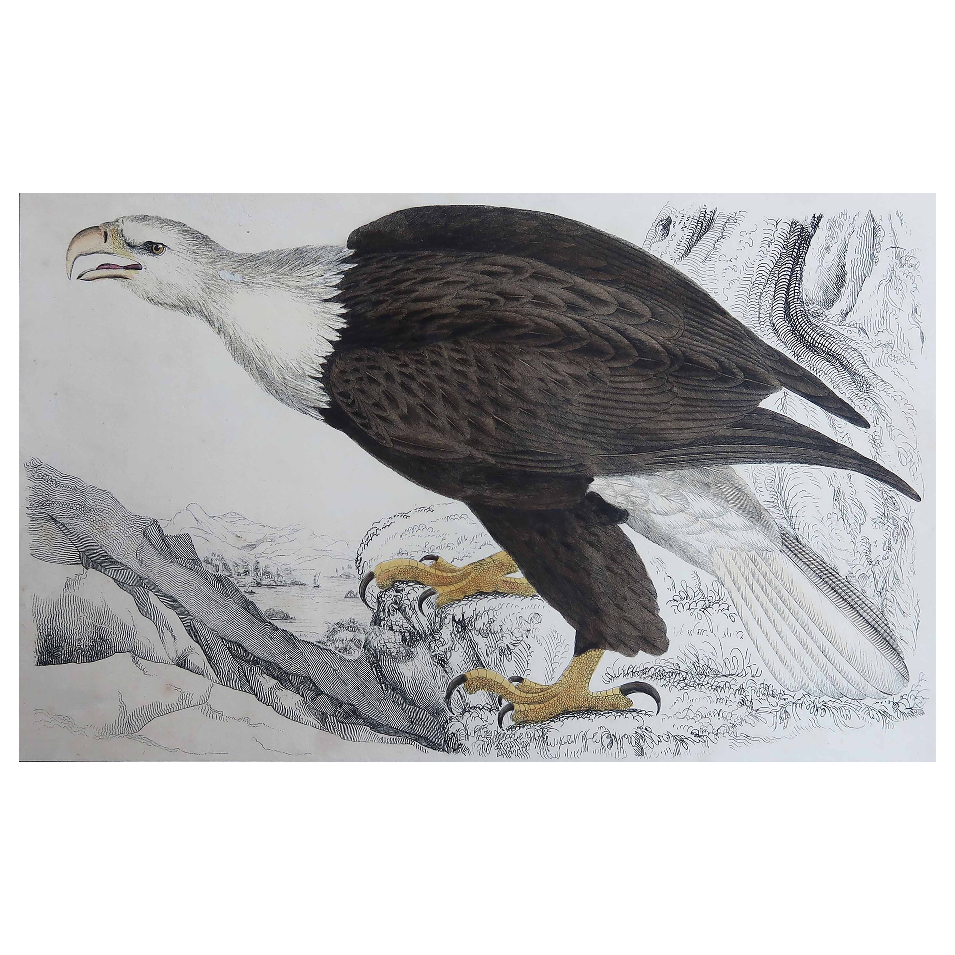 Original Antique Print of an Eagle, 1847 'Unframed'