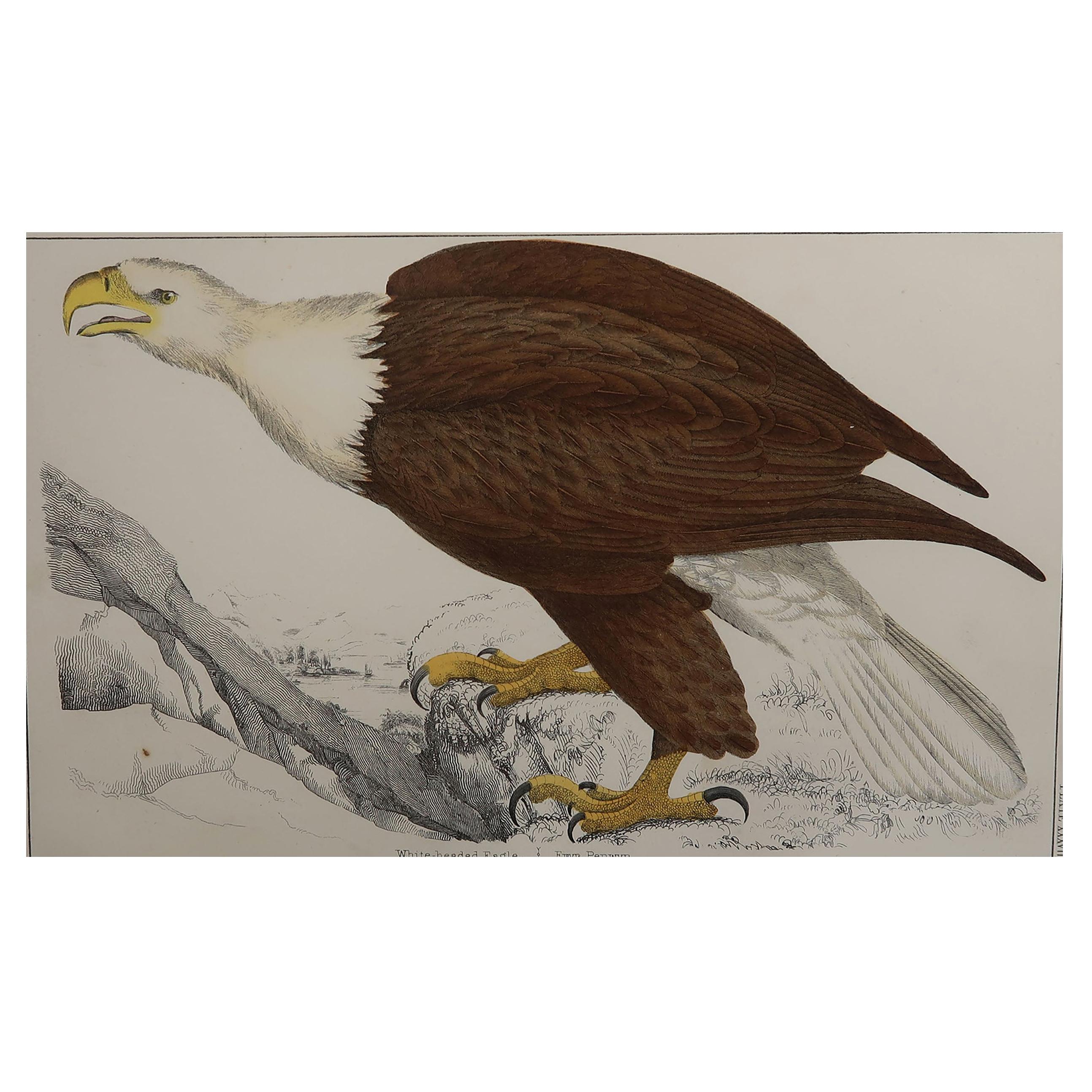 Original Antique Print of an Eagle, 1847 'Unframed'